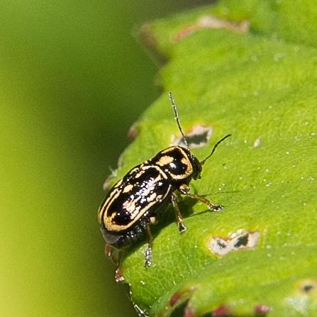 Réf. 257 742 : Pachybrachis sp.